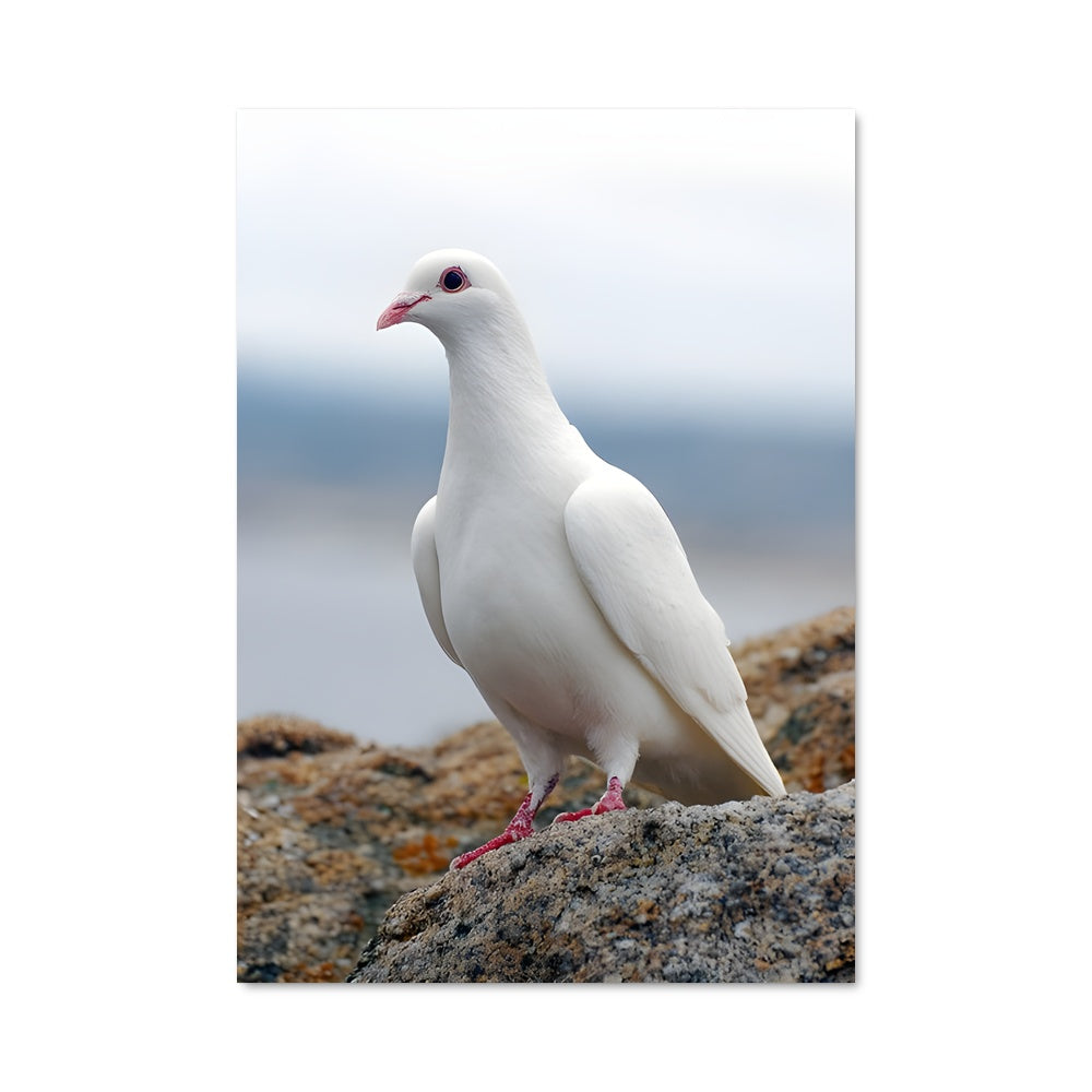 Dove poster – Aesthetic Posters