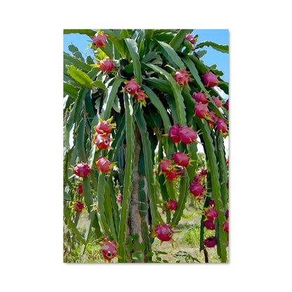 Poster Fruit de Dragon