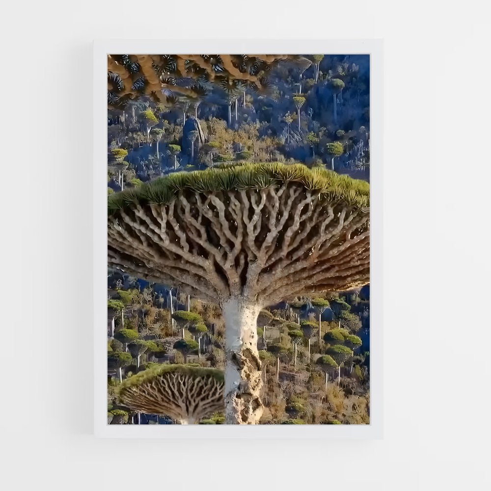ap-dragon tree-1 cadre Blanc