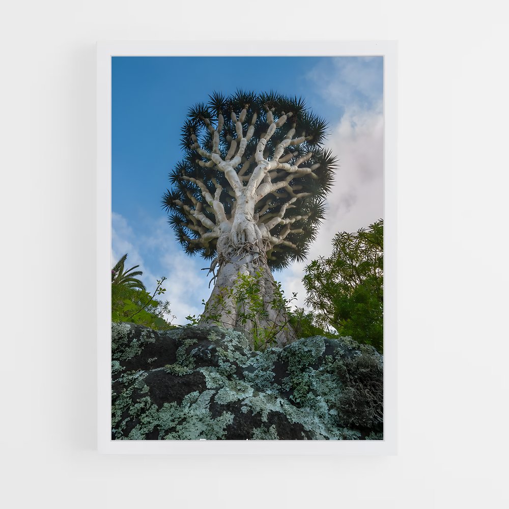 ap-dragon tree-2 cadre Blanc
