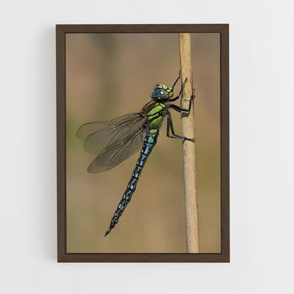 ap-dragonfly-4 cadre Bois foncé