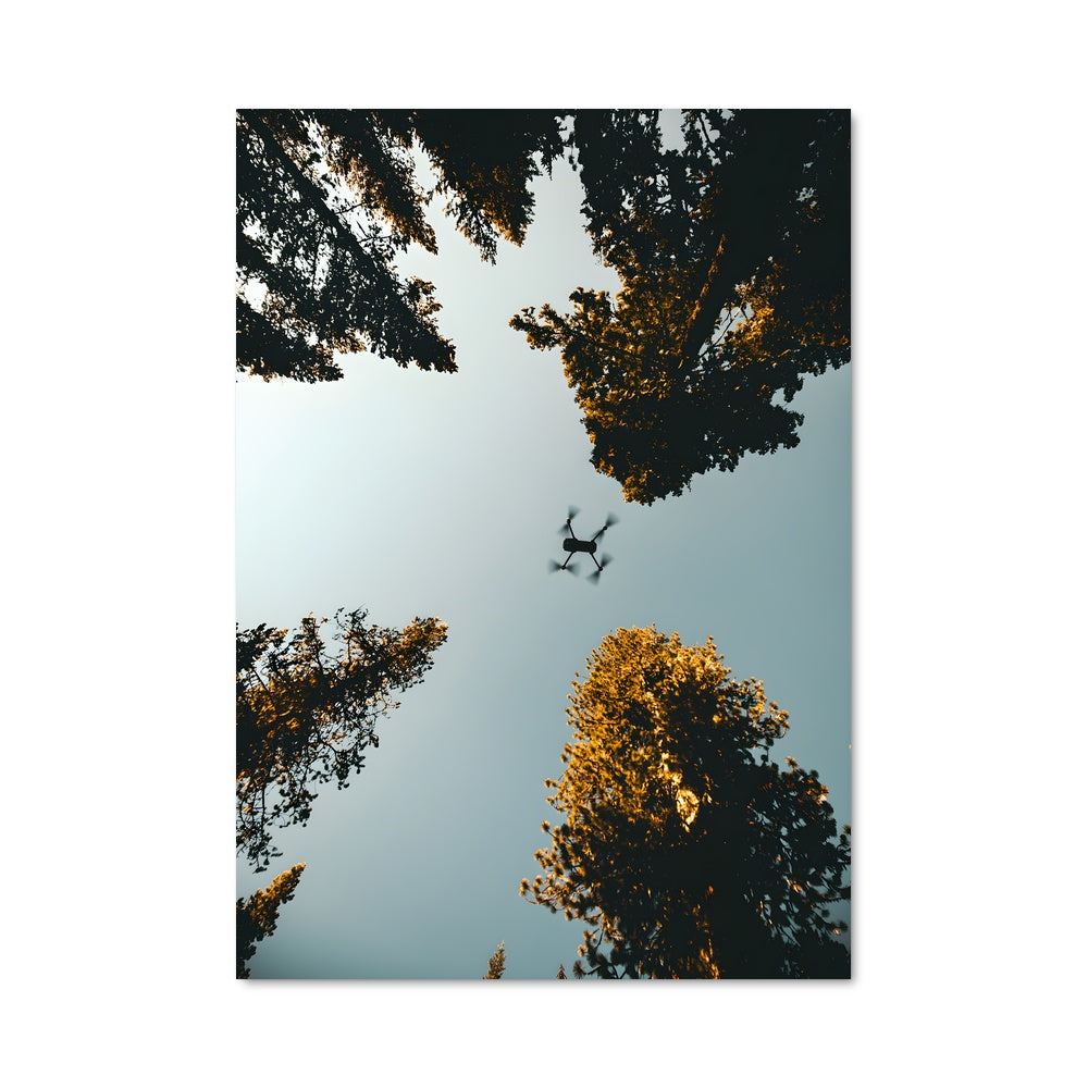 Poster Vol au-dessus des Arbres