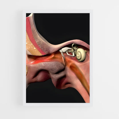 ap-ear-3 cadre Blanc