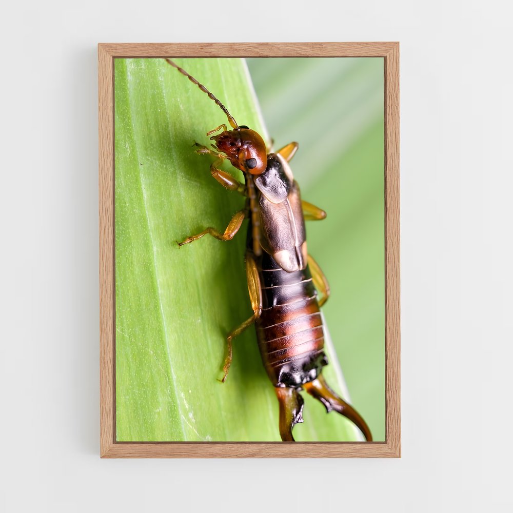 ap-earwig-1 cadre Bois clair