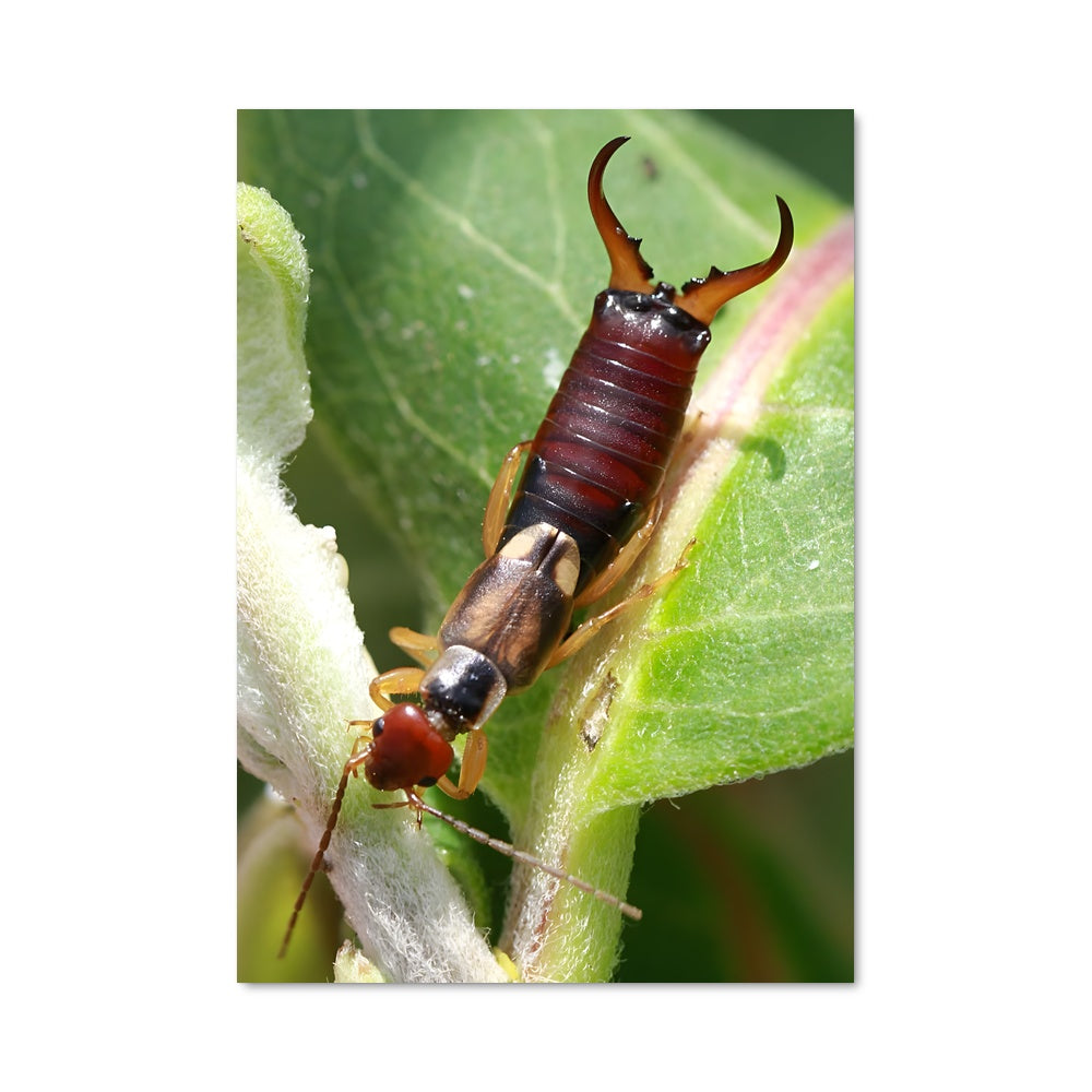 Pisters Insect The Mysterious Insect Poster – Aesthetic Posters