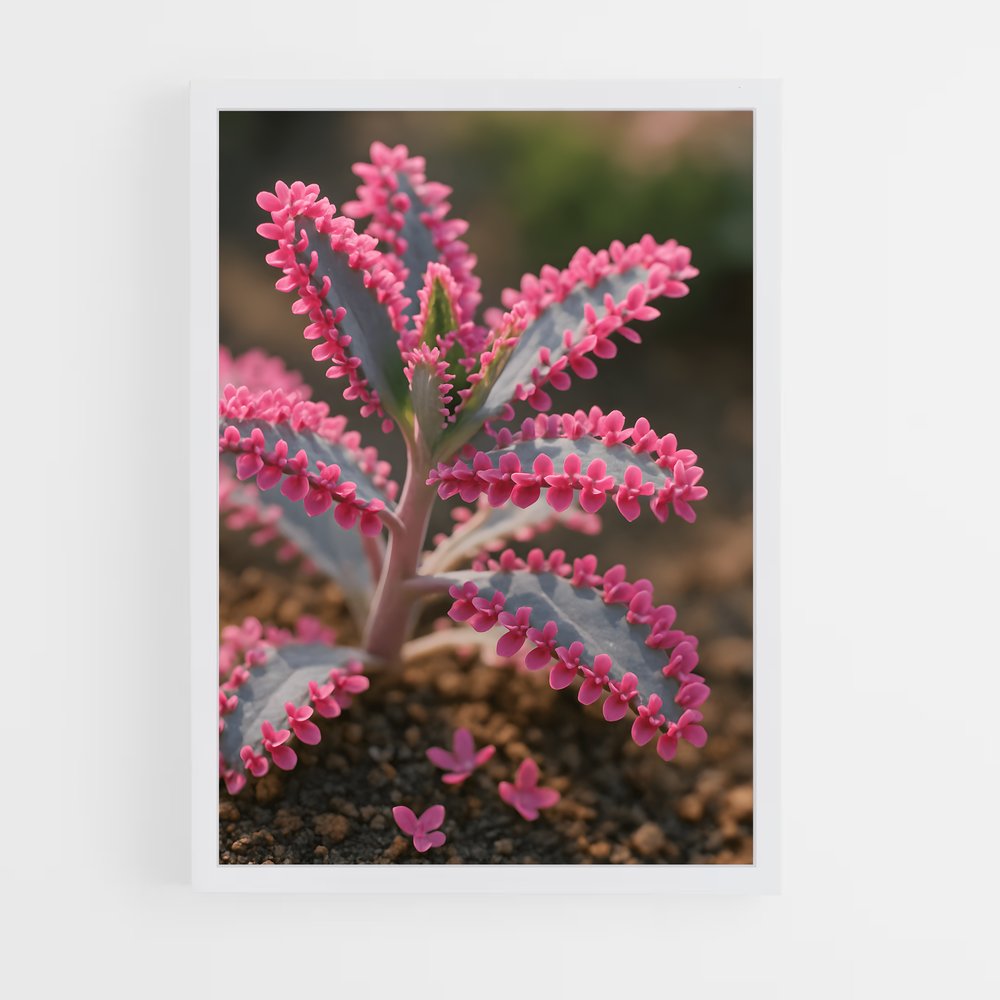 ap-echeveria-1 cadre Blanc
