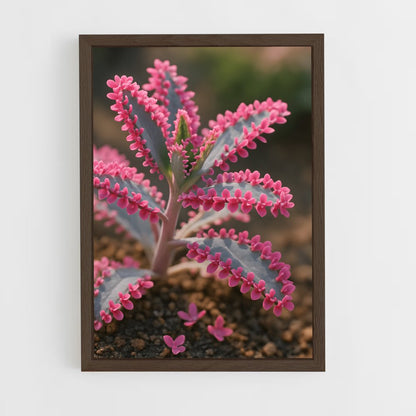 ap-echeveria-1 cadre Bois foncé