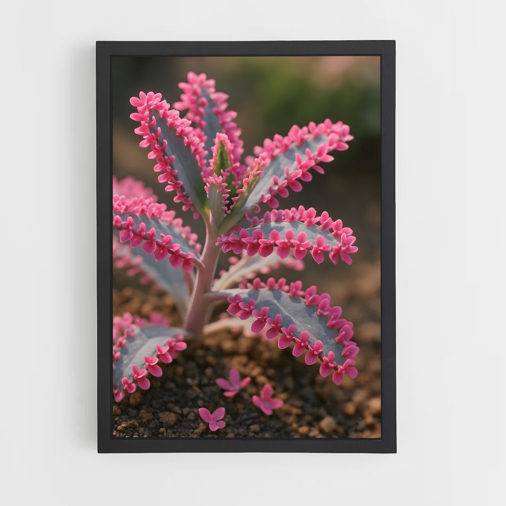 ap-echeveria-1 cadre Noir