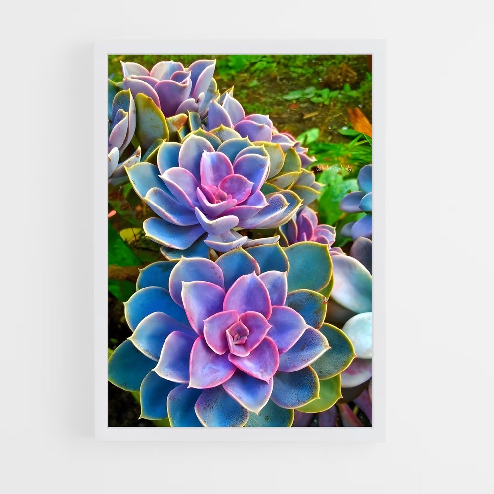 ap-echeveria-2 cadre Blanc