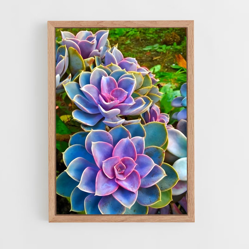 ap-echeveria-2 cadre Bois clair
