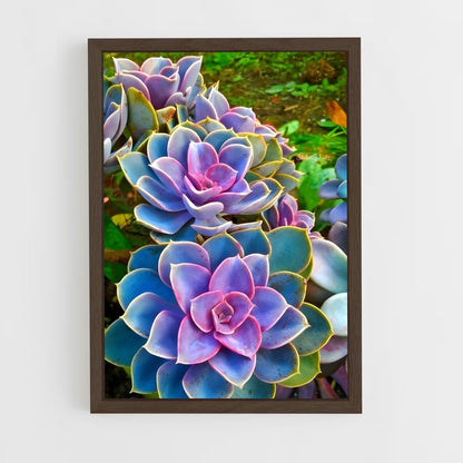 ap-echeveria-2 cadre Bois foncé