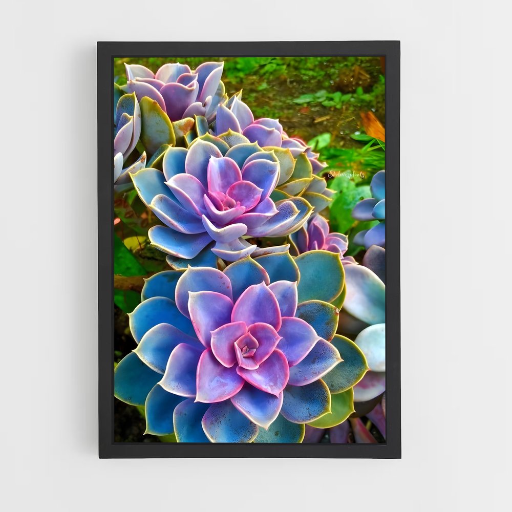 ap-echeveria-2 cadre Noir