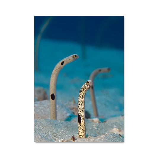 Poster Eel 83501