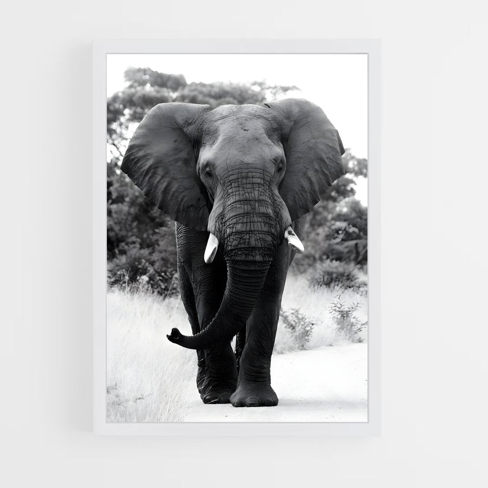 ap-elephant-10 cadre Blanc