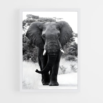 ap-elephant-10 cadre Blanc