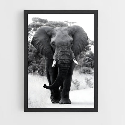 ap-elephant-10 cadre Noir