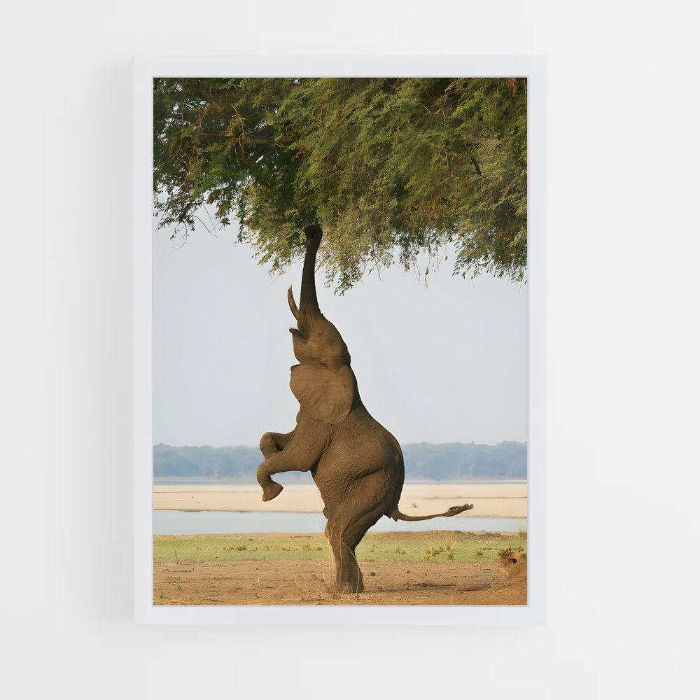 ap-elephant-14 cadre Blanc