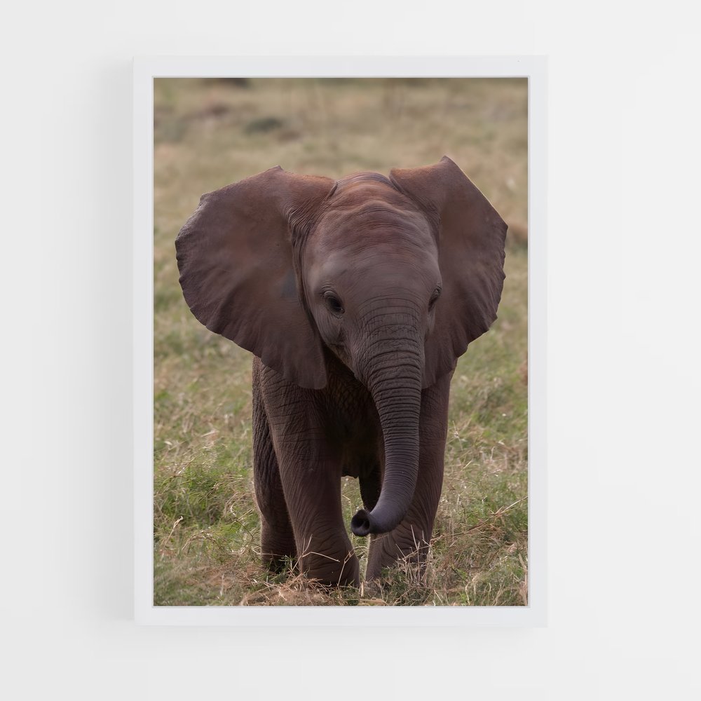 ap-elephant-3 cadre Blanc