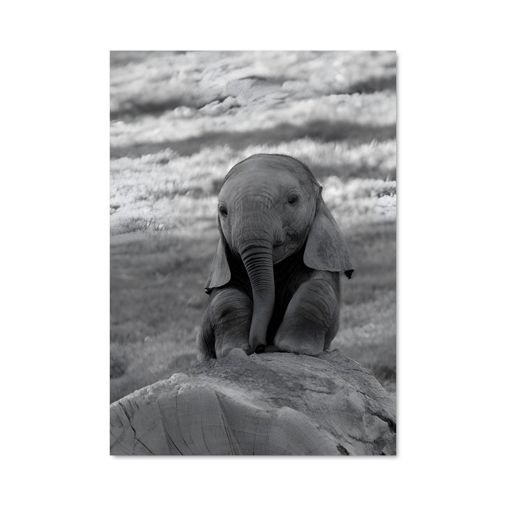 Poster Petit Éléphant sur Rocher