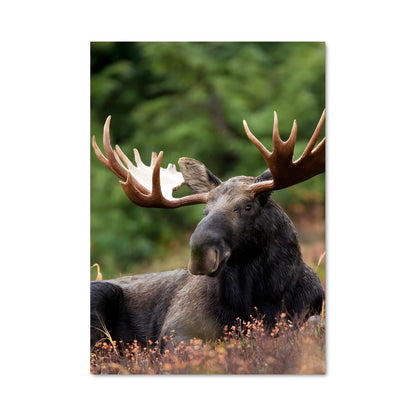 Poster Éléphant de la Forêt