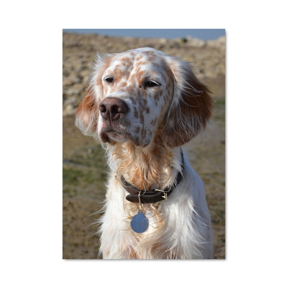 Poster Setter Étoilé