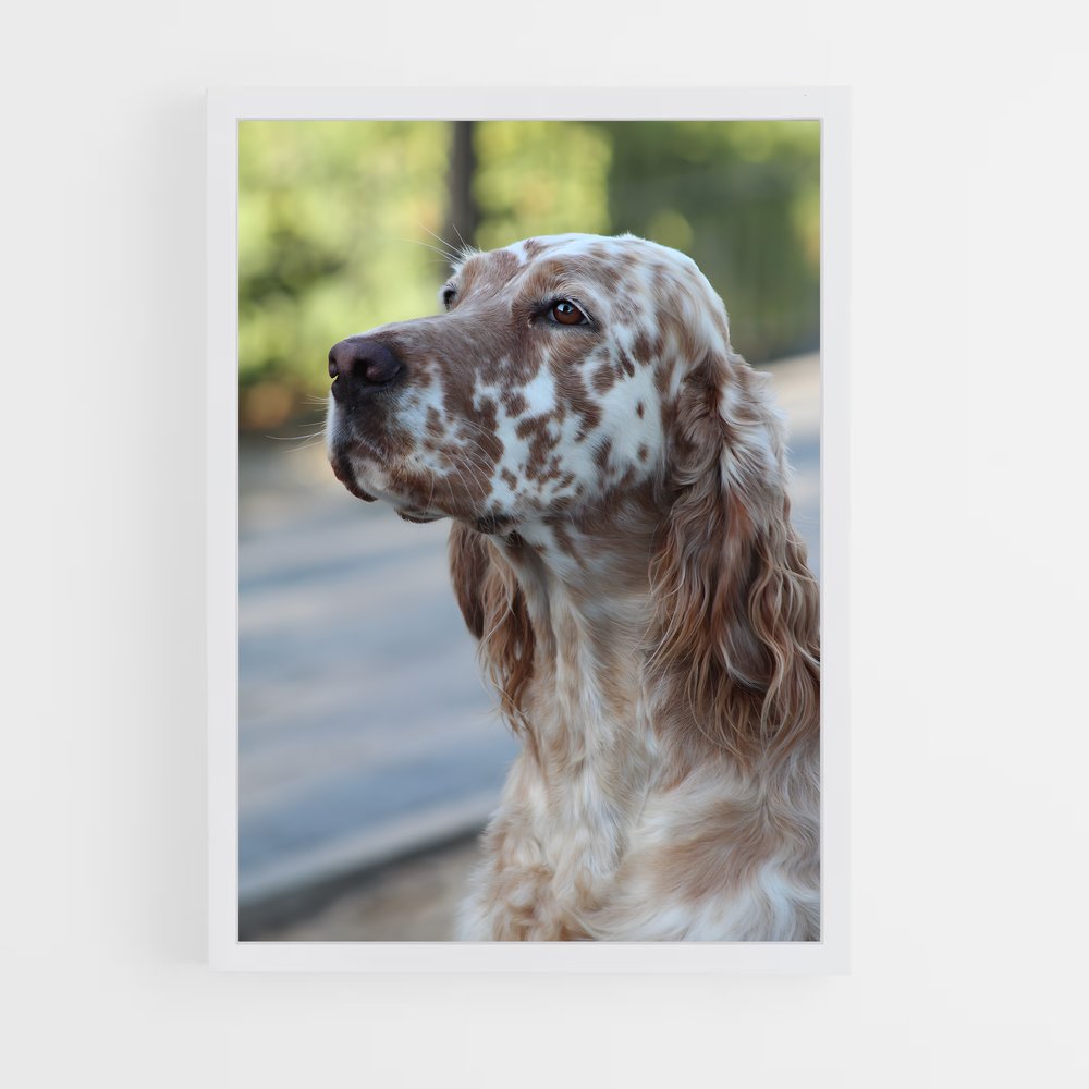 ap-english setter-2 cadre Blanc