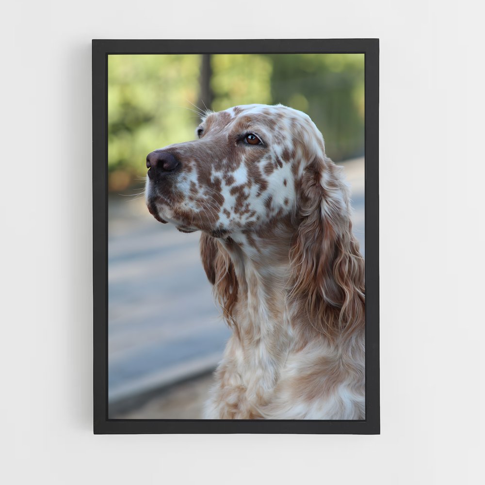 ap-english setter-2 cadre Noir