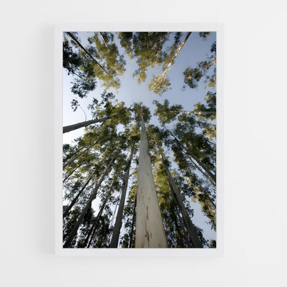 ap-eucalyptus-2 cadre Blanc