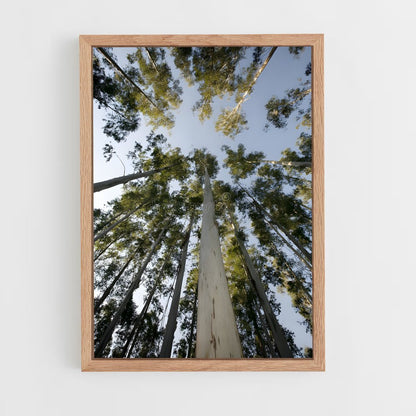 ap-eucalyptus-2 cadre Bois clair