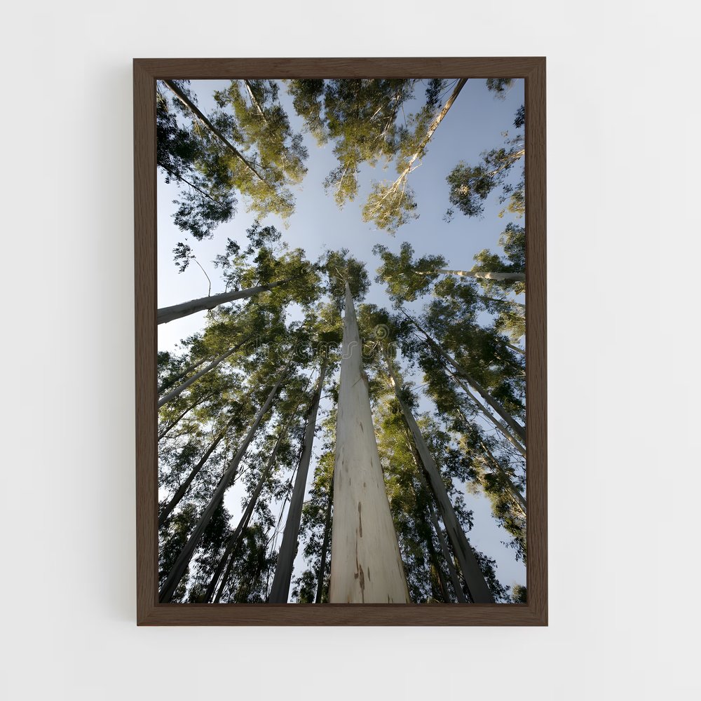 ap-eucalyptus-2 cadre Bois foncé