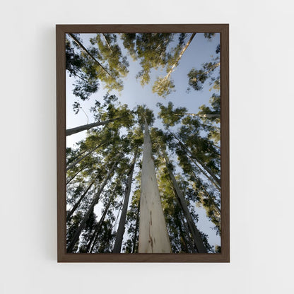 ap-eucalyptus-2 cadre Bois foncé