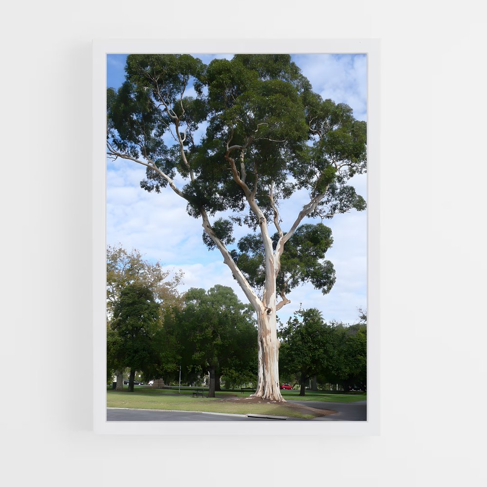 ap-eucalyptus-3 cadre Blanc