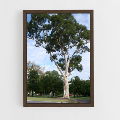 ap-eucalyptus-3 cadre Bois foncé