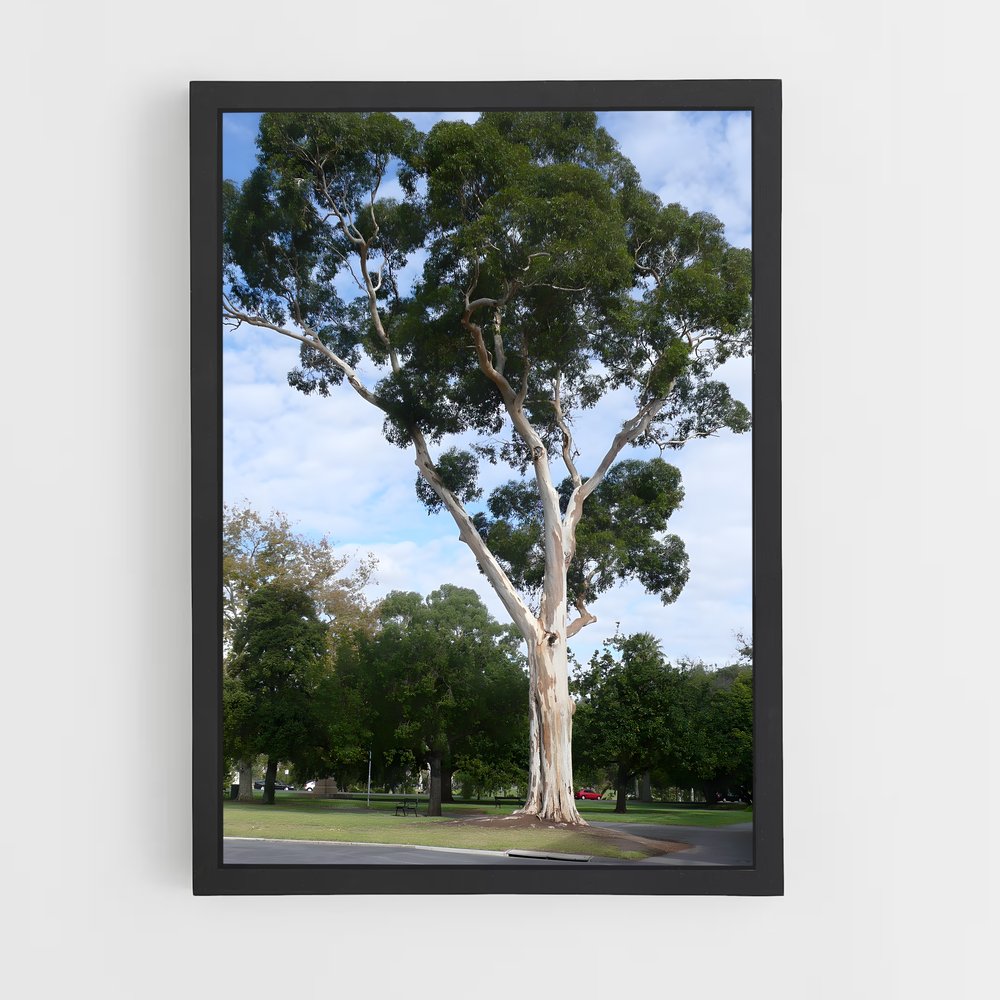 ap-eucalyptus-3 cadre Noir