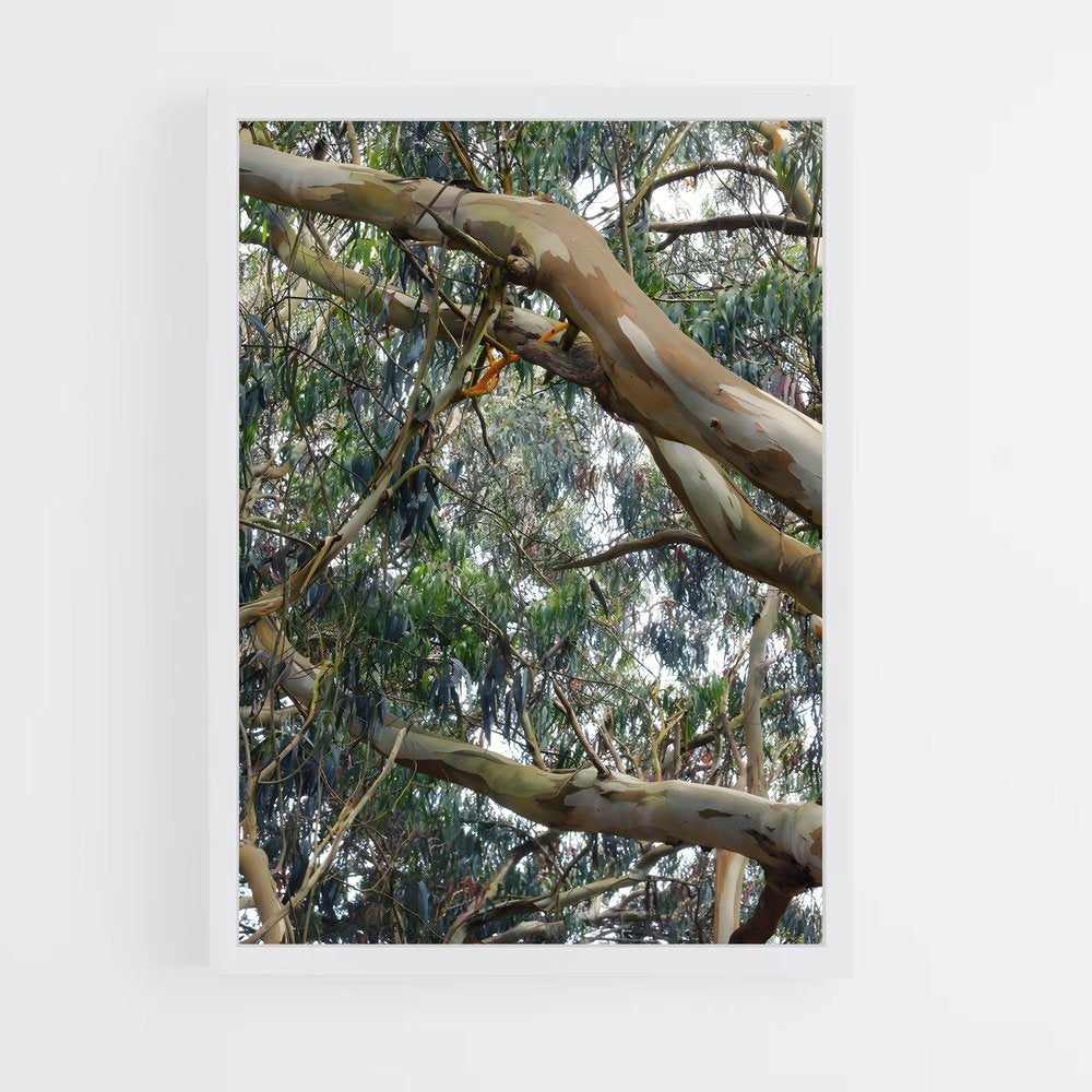 ap-eucalyptus-4 cadre Blanc