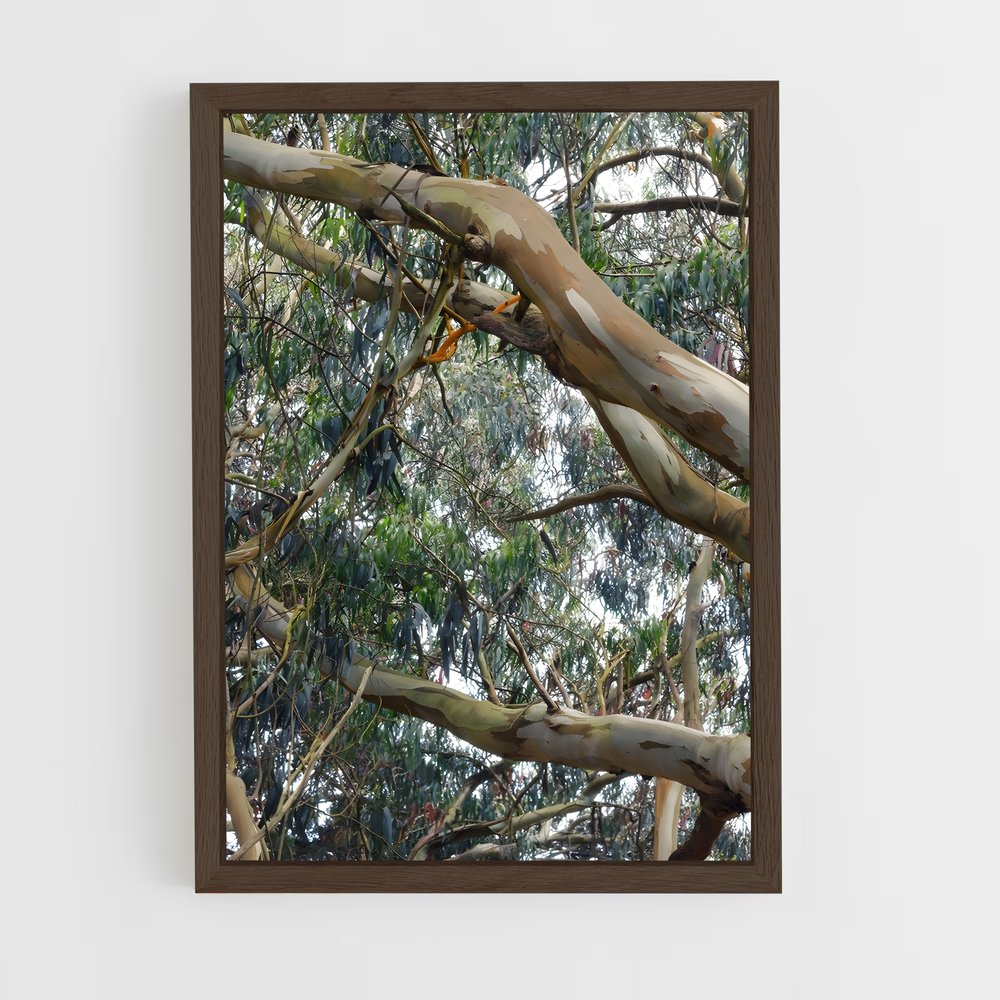 ap-eucalyptus-4 cadre Bois foncé