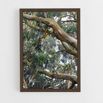 ap-eucalyptus-4 cadre Bois foncé
