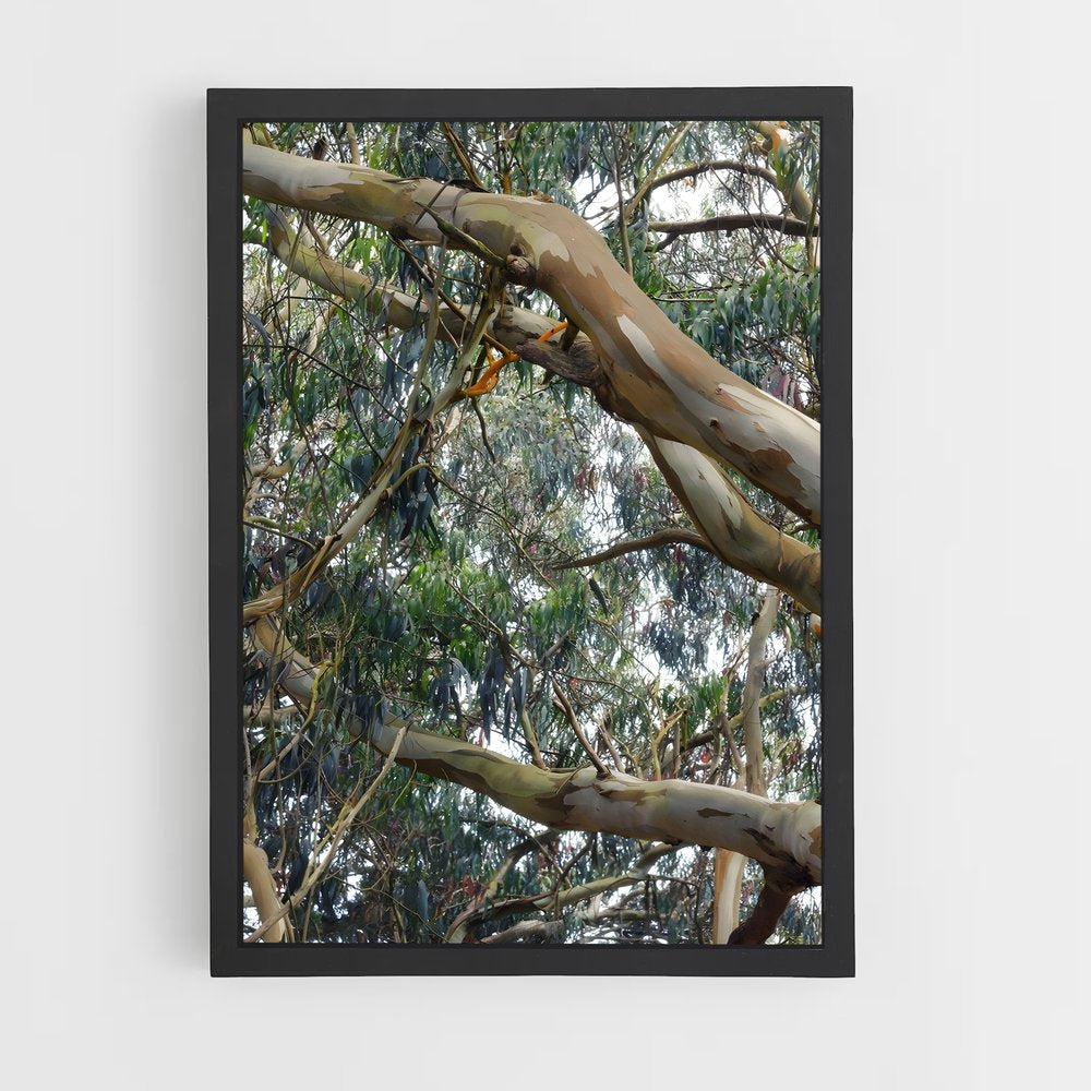 ap-eucalyptus-4 cadre Noir