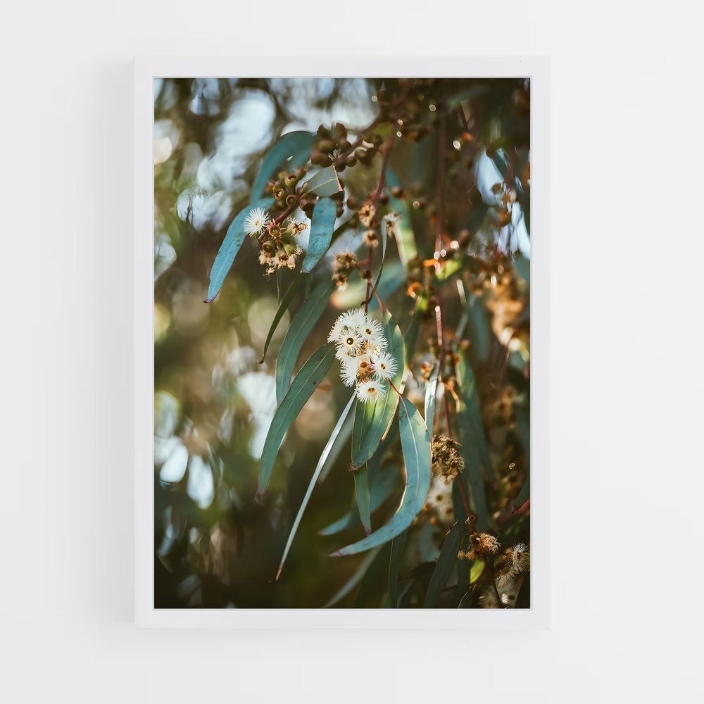 ap-eucalyptus-5 cadre Blanc