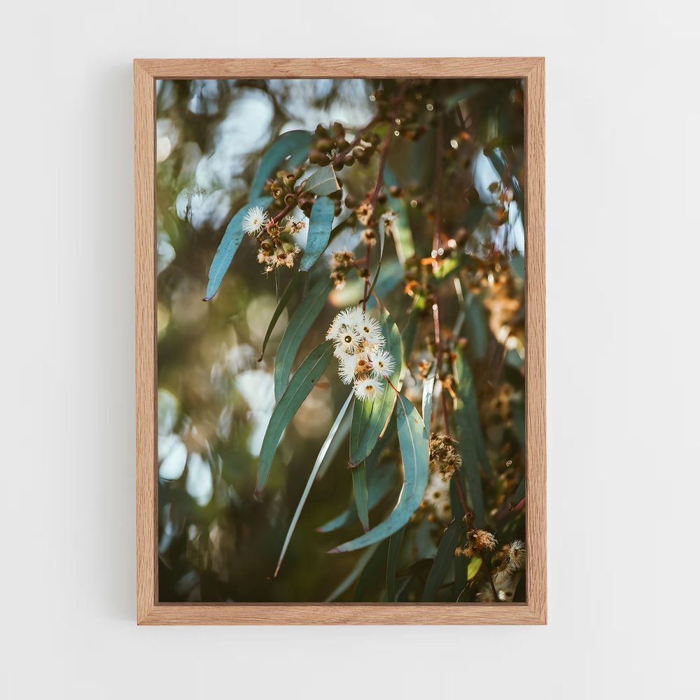 ap-eucalyptus-5 cadre Bois clair