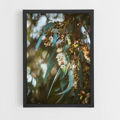 ap-eucalyptus-5 cadre Noir