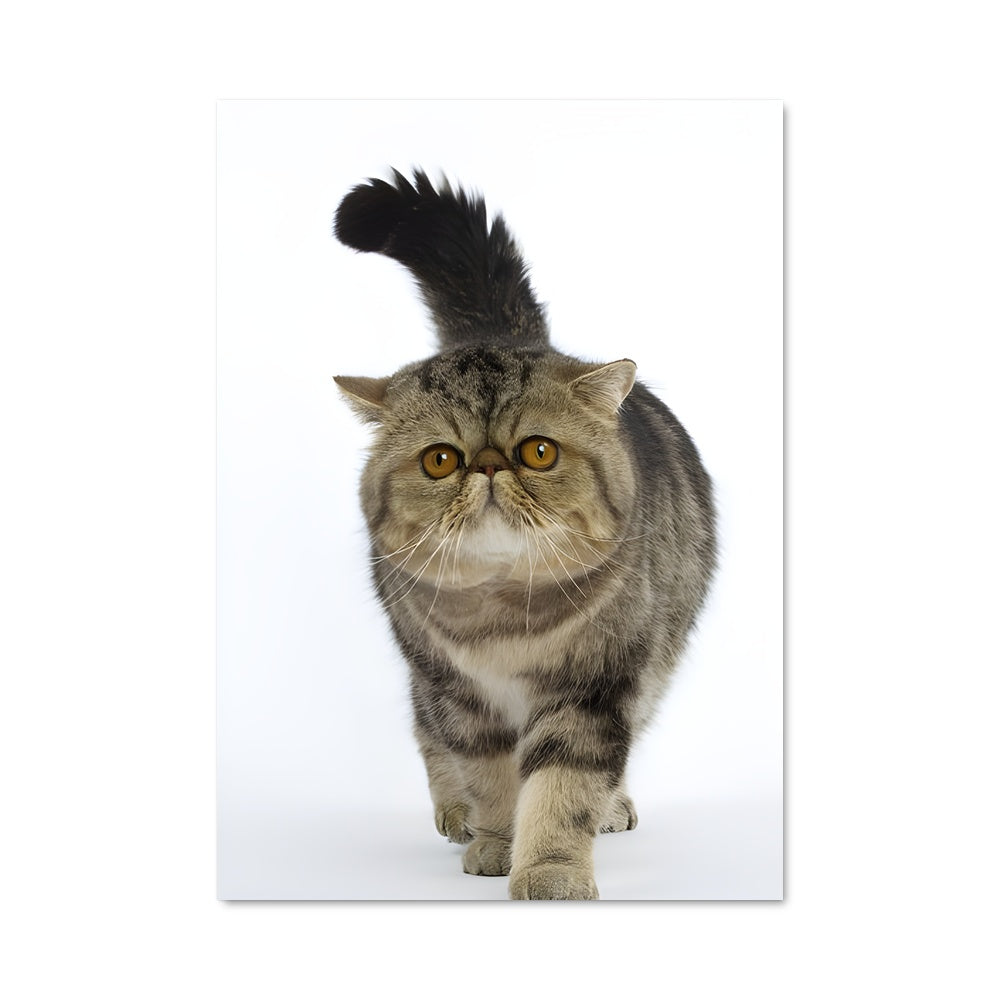 Poster Chat Plume