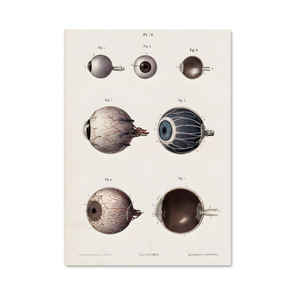 Poster L'Œil Mystérieux