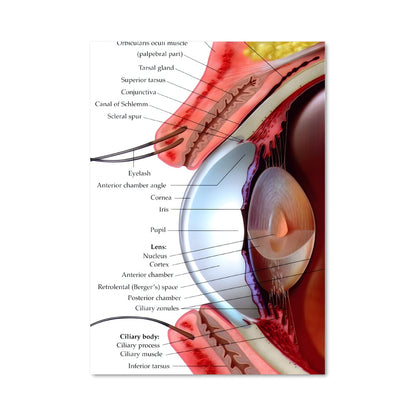 Poster Eye anatomy 17513