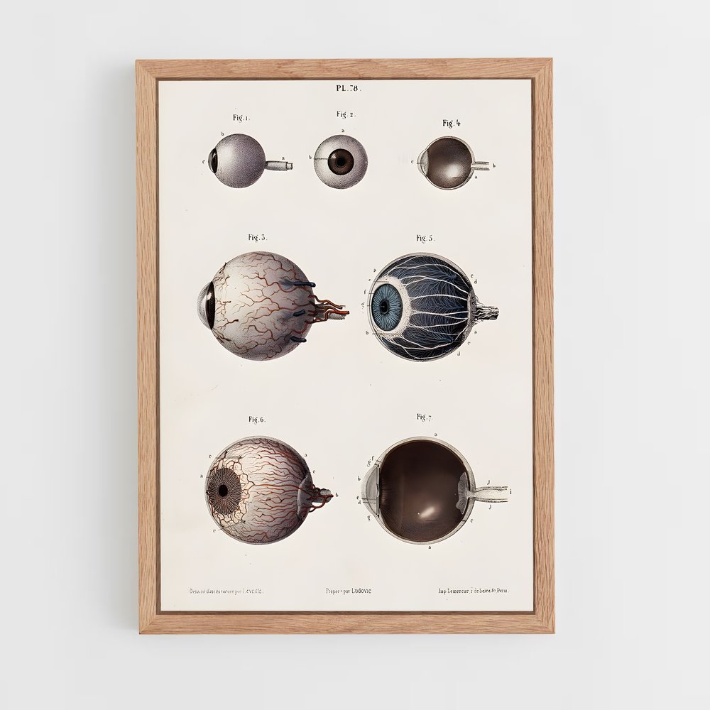ap-eye anatomy-1 cadre Bois clair