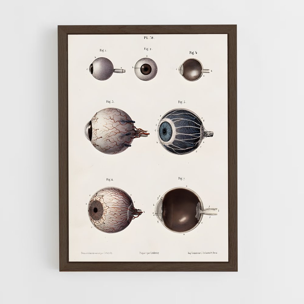 ap-eye anatomy-1 cadre Bois foncé