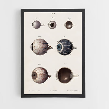 ap-eye anatomy-1 cadre Noir