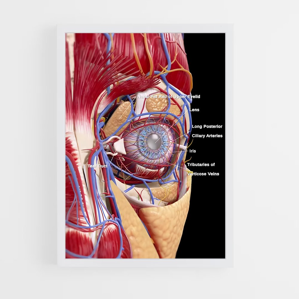 ap-eye anatomy-2 cadre Blanc