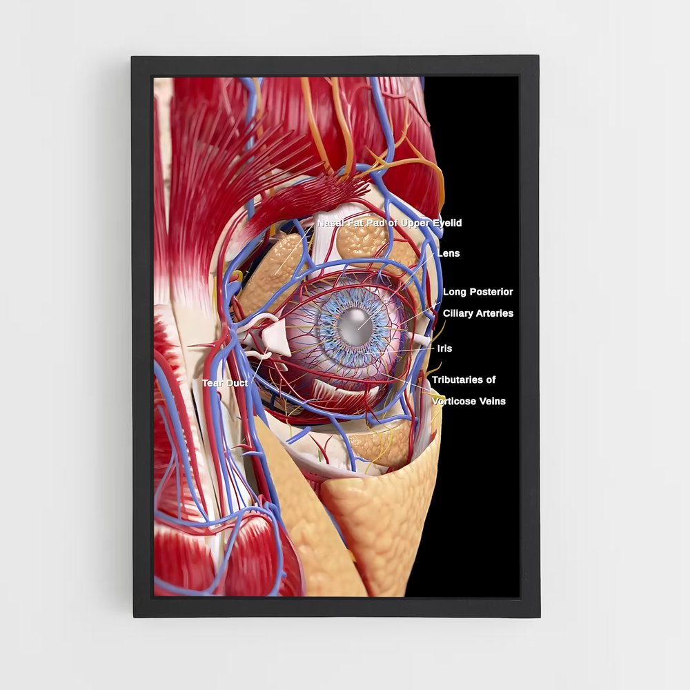ap-eye anatomy-2 cadre Noir