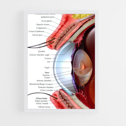 ap-eye anatomy-3 cadre Blanc